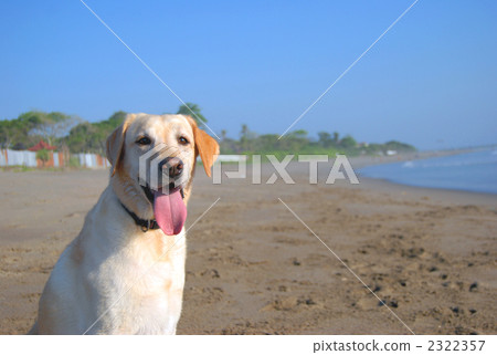 拉布拉多在海灘上 拉布拉多在海灘上 2322357
