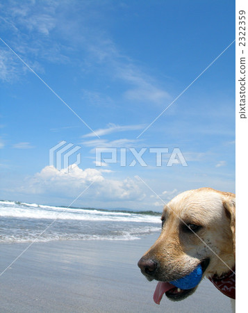 拉布拉多在海灘上 拉布拉多在海灘上 2322359