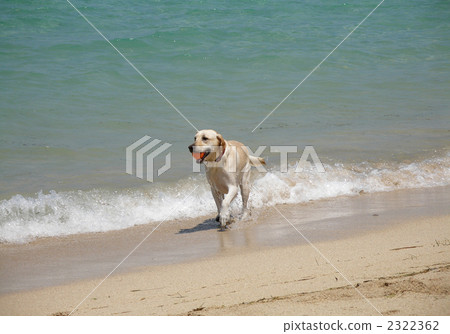 拉布拉多在沙灘上跑步 拉布拉多在沙灘上跑步 2322362
