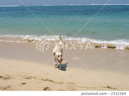球在海灘玩〜拉布拉多獵犬〜 球在海灘玩〜拉布拉多獵犬〜 2322364
