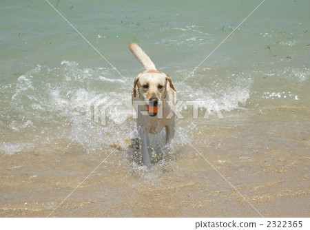 球在海灘玩〜拉布拉多獵犬〜 球在海灘玩〜拉布拉多獵犬〜 2322365