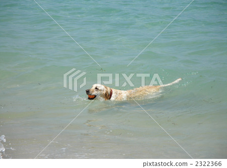 拉布拉多在海裡游泳 拉布拉多在海裡游泳 2322366