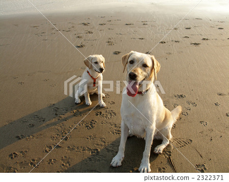 拉布拉多的兄弟和姐妹 拉布拉多的兄弟和姐妹 2322371