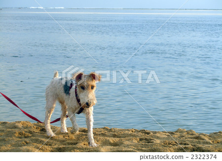 狐狸梗 狐狸梗 2322374