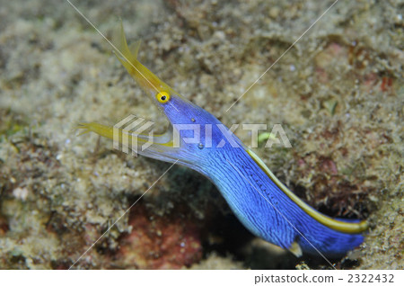 Hana beetle Hana beetle 2322432