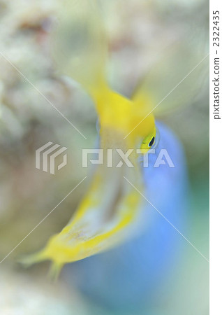 哈娜甲蟲 2322435