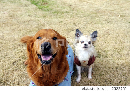 金毛獵犬 吉娃娃 獵犬 2322731