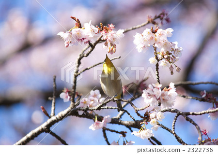 冬季櫻花與中世紀和盛開 2322736