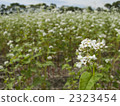 Buckwheat flowers 2323454
