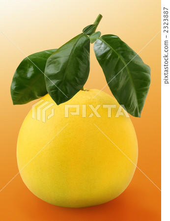 晚白米飯 晚白米飯 2323887