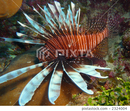 fish魚 fish魚 2324004