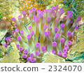 海葵 2324070