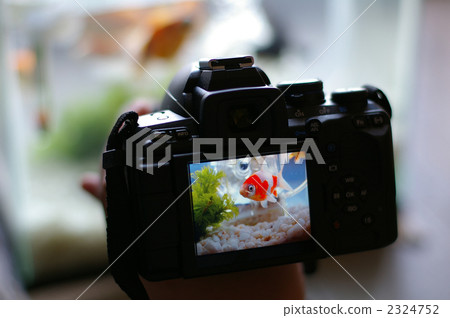 Shooting Goldfish 2324752