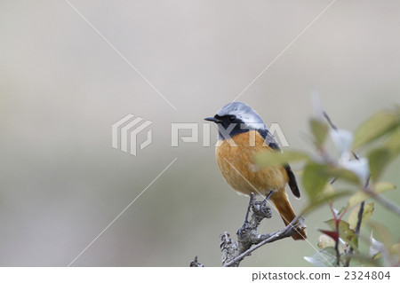 Giubitaki(成人和男性) Giubitaki(成人和男性) 2324804