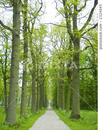 新綠色人行道歐洲 2324845