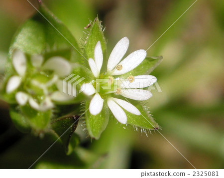 Flower of hakobe Flower of hakobe 2325081