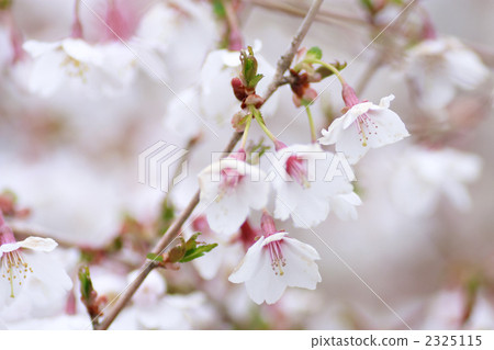 富士櫻 富士櫻 2325115