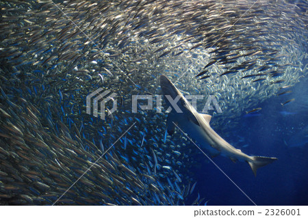 逃離名古屋水族館沙丁魚的鯊魚 2326001