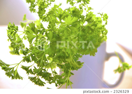 沙拉歐芹 2326329