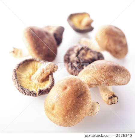 Shiitake 2326340