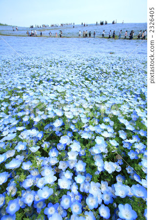 尼莫菲拉山 尼莫菲拉山 2326405