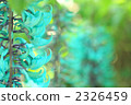 金銀花 2326459