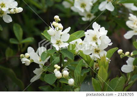 Toshikumi Umehi Toshikumi Umehi 2326705