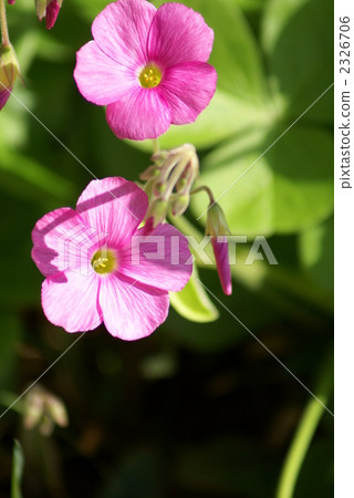 Oxalis violet cattail 2326706
