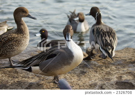 Yes ❢ Pause Uenagami duck kun 2326708