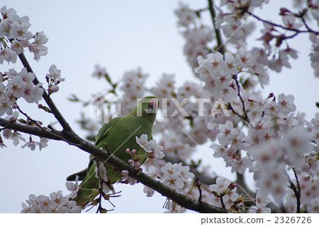 The moon parakeet and cherry tree 2326726