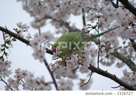The moon parakeet and cherry tree 2326727