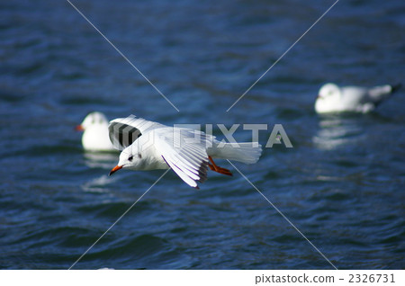 I wonder if he can get down to scouting · · · 2326731