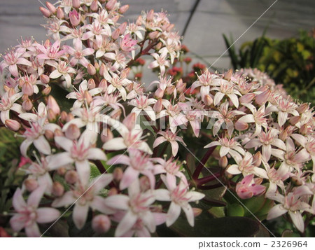 一棵金樹 一棵金樹 2326964