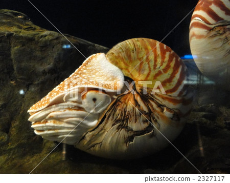 Ammonite Ammonite 2327117