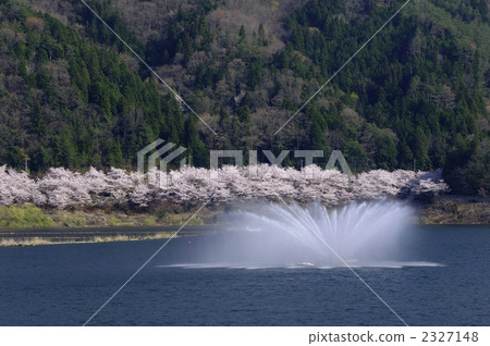 蓄水池 堰塞湖 觀看櫻花盛開的勝地 2327148