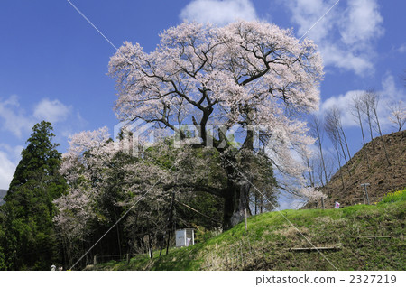 stronghold cherry onuka, cherry blossom, cherry tree 2327219