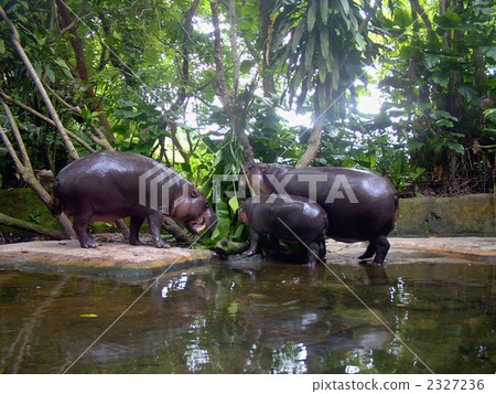 Singapore / Kobitokaba 2327236