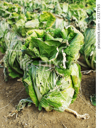 大白菜田 大白菜田 2327765