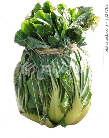 Cabbage 2327768