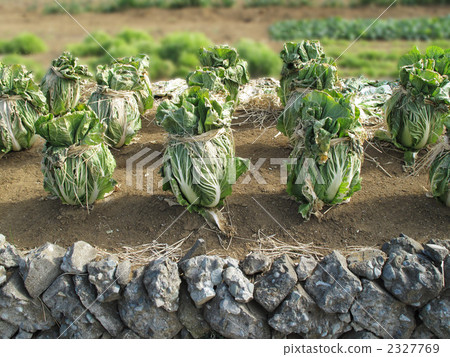Chinese cabbage fields 2327769