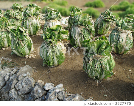 Chinese cabbage fields 2327770
