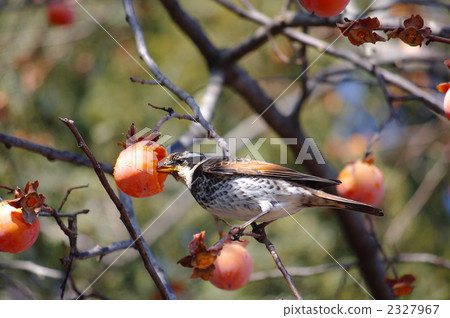 Thrush and persimmon fruit Thrush and persimmon fruit 2327967