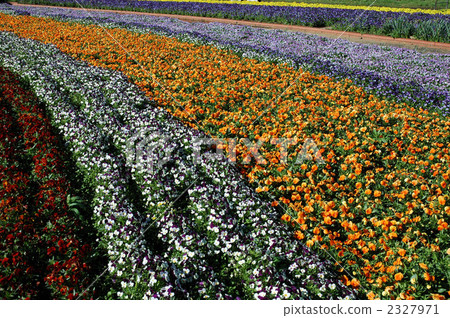 Flower garden Flower garden 2327971