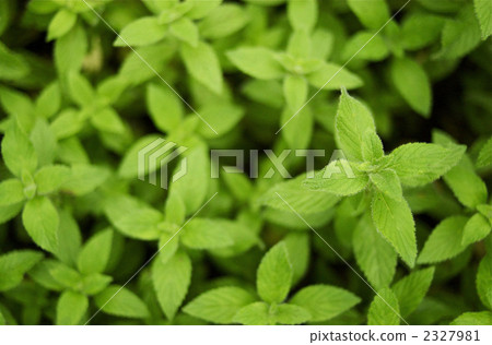 lemon balm, herbal, weed 2327981