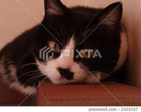 Cat 2328187