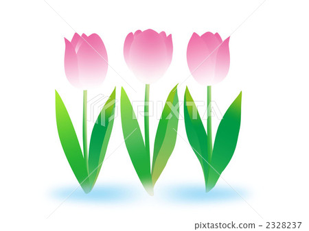 Pink tulip 2328237