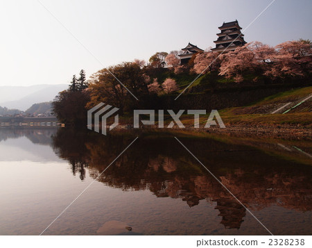 Cherry Blossom Ozu Castle 2328238