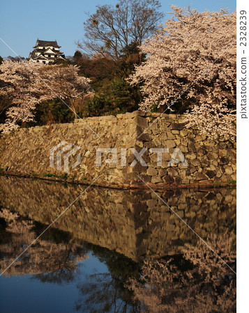 櫻花彥根城堡 2328239