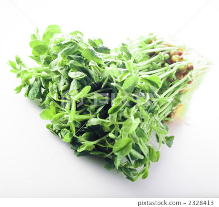 Soybean Soybean 2328413