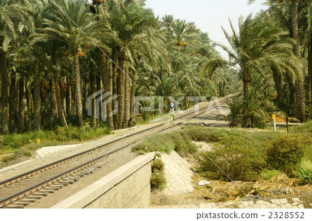 有軌道的棗椰子農場 2328552